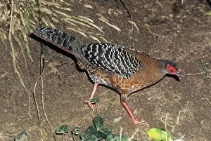 Images Dated 20th July 2007: Siamese / Diard's Fireback Pheasant - female