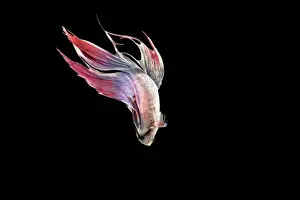 Siamese Fighter Fish BB 590 Top view Betta splendens &copy; Brian Bevan / ardea. com