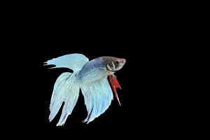 Fighting Fish Prints: Siamese Fighter Fish Blue form male Display, side view