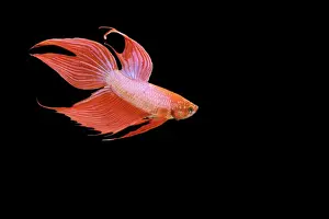 Siamese Fighter Fish Red form male Swimming display, side view