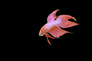 Fighting Fish Prints: Siamese Fighter Fish Red form male Turning display, front view