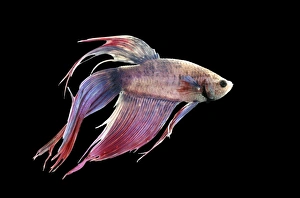 <b class=qtipBold><figcaption>Siamese Fighting Fish</figcaption></b><br>BB-591 Siamese Fighting Fish Side view Betta splendens Distribution: Thailand Brian Bevan Please note that prints are for personal display purposes only and may not be reproduced in any way.<br><em>© Ardea 2007 - All Rights Reserved</em> Siamese Fighting Fish