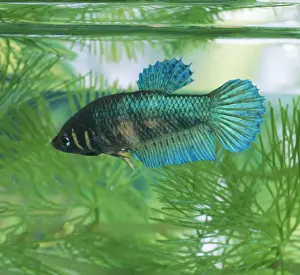 Fins Prints: Siamese Fighting Fish - female