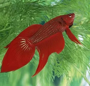 Images Dated 8th November 2010: Siamese Fighting Fish - male