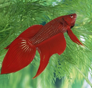 Fins Gallery: Siamese Fighting Fish - Male