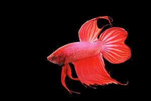 Siamese Fighting Fish - Red form male, full display