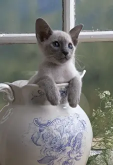 Jugs Prints: Siamese Kitten JD 11433E In jug © John Daniels / ARDEA LONDON