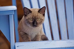 Siamese Kitten sitting outside on deckchair