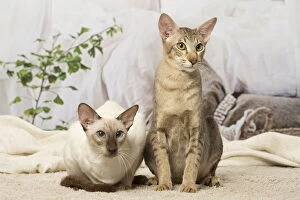 Siamese and Oriental cat indoors