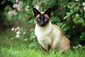 Siamese Seal Point Cat - sitting in garden