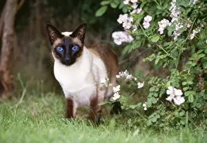 Siamese Prints: Siamese Seal Point Cat - sitting in garden