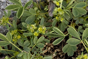 Images Dated 16th May 2006: Sibbaldia (Sibbaldia procumbens); alps and N. Europe