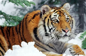 Siberian / Amur TIGER - close-up