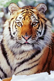 Siberian / Amur TIGER - close-up, showing facial markings