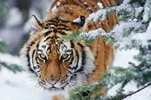 Tigers Gallery: Siberian / Amur TIGER - close-up of face