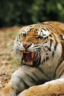 Siberian / Amur TIGER - close-up of head roaring