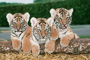 Tiger Gallery: Siberian / Amur Tiger - three cubs