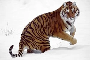 Images Dated 4th June 2014: Siberian / Amur TIGER - jumping through snow
