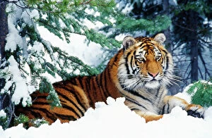 Siberian / Amur TIGER - lying in snow