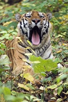 Siberian / Amur Tiger - male rescued from poachers