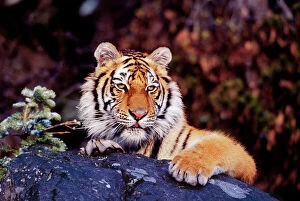 Siberian / Amur TIGER - resting on rock