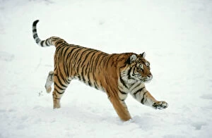 Siberian / Amur TIGER - running in snow