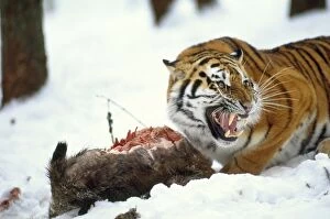 Boar Gallery: Siberian / Amur TIGER - snarling, with wild boar prey