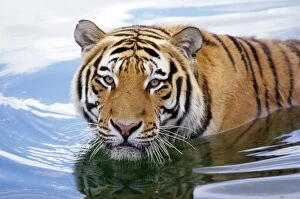 Siberian / Amur TIGER - wading in water