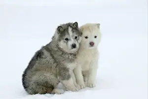 Siberian / Arctic HUSKIES - two puppies in snow. Churchill. Manitoba. Canada