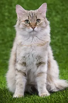 Mackerel Prints: Siberian Cat - Black Tortoiseshell Mackerel tabby