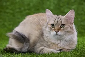 Siberian Cat - Black Tortoiseshell Mackerel tabby