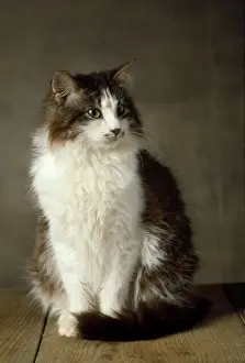 Siberian Cat - domestic