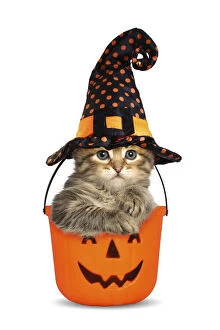 Siberian Cat, kitten in Halloween bucket wearing