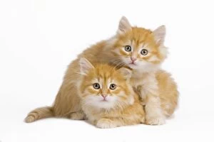 Images Dated 21st April 2011: Siberian Cat - kittens