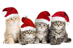 Siberian Cat - kittens in Christmas hats