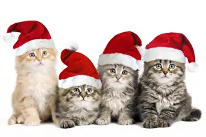Lines Prints: Siberian Cat - kittens in Christmas hats Digital Manipulation: Hats (Su)