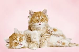 Images Dated 21st April 2011: Siberian Cat - kittens cuddling