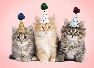 Images Dated 31st March 2020: Siberian Cat, kittens wearing birthday party