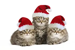 Siberian Cat - kittens wearing Christmas hats Digital Manipulation: Hats (Su)