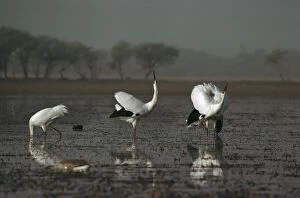 Images Dated 22nd January 2009: Siberian Crane - Displaying - Keoladeo National Park, Bharatpur, Rajasthan, India