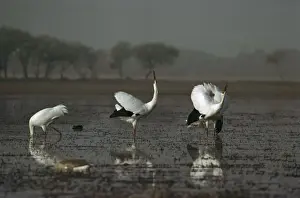 Cranes Prints: Siberian Crane - Displaying - Keoladeo National Park