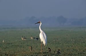 Siberian Crane on the mound