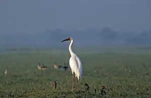 Siberian Crane on the mound, Keoladeo National Park, India. Critically endangered