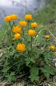 Siberian globeflower flowering on river Taz bank; spring; North Tumen region, Siberia, Russia Tz30. 0480