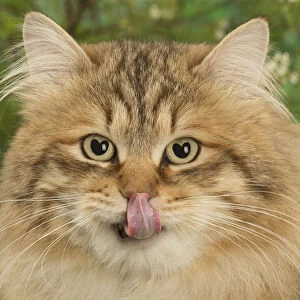 Images Dated 5th June 2021: Siberian golden spotted tabby cat licking nose with heart shaped eyes Date: 23-05-2018