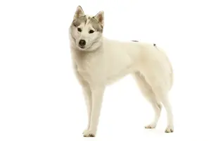 Siberian husky