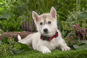 SIBERIAN HUSKY