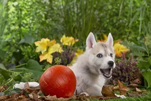 SIBERIAN HUSKY