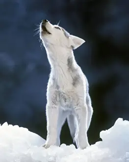 Howling Prints: Siberian Husky Dog - howling