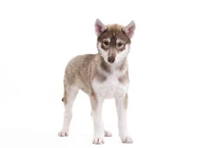 Siberian Husky Dog - puppy